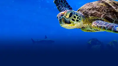 Cuộc Phiêu Lưu Của Rùa