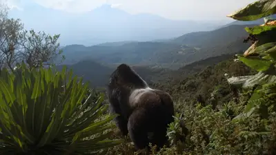 Câu Chuyện Khỉ Đột: Qua Lời Kể Của David Attenborough